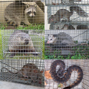 Saint Petersburg Animal Control St. Pest Wildlife Removal Florida Raccoon  Rat Bat